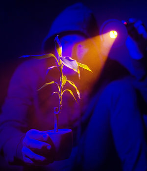 Smallrig 5512 RF 10C Lampa LED 10W Editia BumbleBee