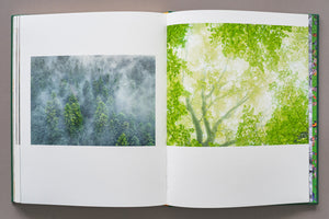 Pagini din albumul „Ținutul Zimbrului” cu peisaje forestiere: pădure de brazi în ceață mistică și coroana unui fag în culori vibrante de primăvară. Fotografie de peisaj din Parcul Natural Vânători Neamț de Gheorghe Popa.