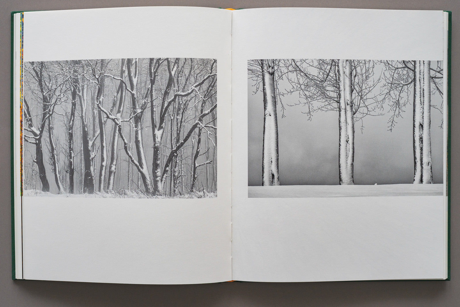 Pagini duble din albumul foto „Ținutul Zimbrului” cu un design interior curat, prezentând două fotografii alb-negru. Imagini cu trunchiuri de copaci solitari pe un fundal infinit de zăpadă albă, subliniind geometria și liniștea pădurii de iarnă din Neamț.