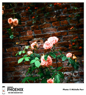 Fotografie macro cu trandafiri roz pe un fundal de cărămidă, realizată pe film color Harman Phoenix 200 format 120, evidențiind contrastul ridicat și detaliile organice – gphoto.ro.