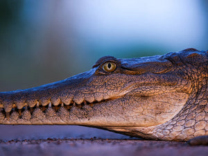 Fujifilm GF 500mm F5.6 R LM OIS WR Obiectiv Foto Mirrorless