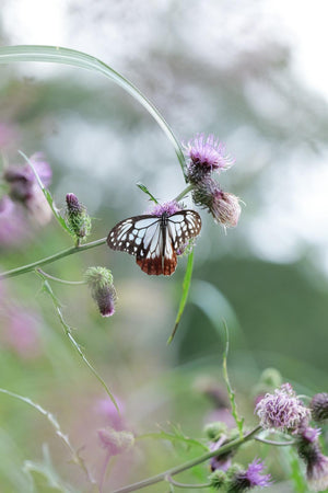 Panasonic Lumix S5 II Body, aparat foto 24.2MP, sistem Phase Hybrid AF, filmare 6K, Mirrorless Full Frame.