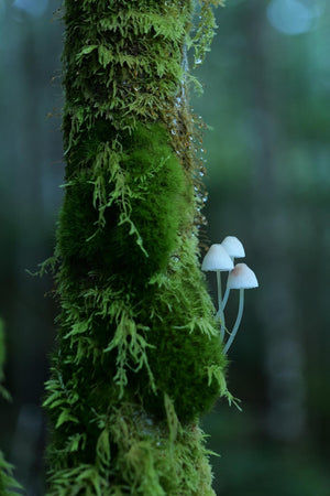 Panasonic Lumix S5 II Body, aparat foto 24.2MP, sistem Phase Hybrid AF, filmare 6K, Mirrorless Full Frame.