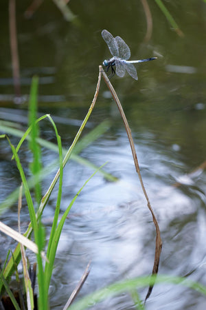 Panasonic Lumix S5 II Body, aparat foto 24.2MP, sistem Phase Hybrid AF, filmare 6K, Mirrorless Full Frame.