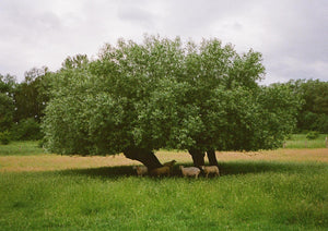 PENTAX 17 – Aparat Foto pe Film