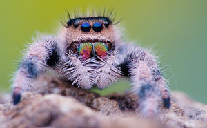 Laowa 100mm F2.8 2:1 Ultra Macro Obiectiv Foto (Manual Focus)