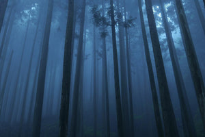 Panasonic Lumix S5 II Body, aparat foto 24.2MP, sistem Phase Hybrid AF, filmare 6K, Mirrorless Full Frame.