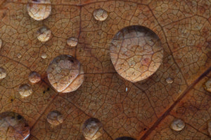 Laowa 100mm F2.8 2:1 Ultra Macro Obiectiv Foto (Manual Focus)