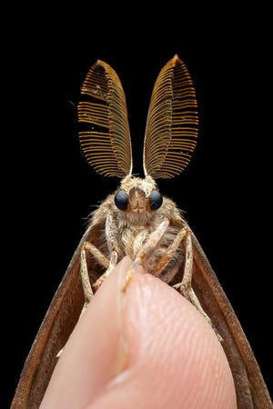 Laowa Acris 35mm f/2.8 1X Macro APO