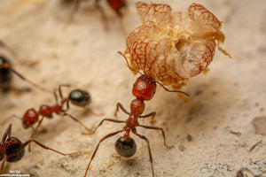 Laowa 100mm F2.8 2:1 Ultra Macro Obiectiv Foto (Manual Focus)