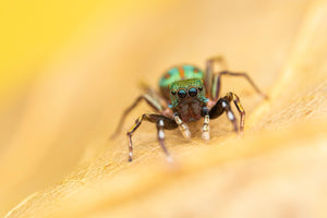 Laowa 100mm F2.8 2:1 Ultra Macro Obiectiv Foto (Manual Focus)