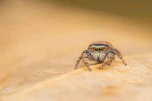 Laowa 100mm F2.8 2:1 Ultra Macro Obiectiv Foto (Manual Focus)