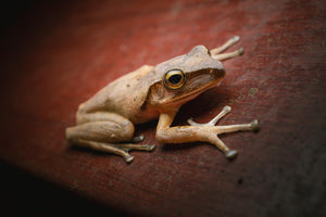 Laowa Acris 35mm f/2.8 1X Macro APO