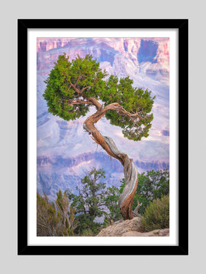 Copacul din Grand Canyon